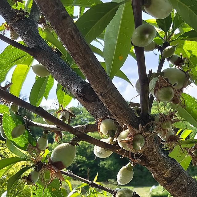 Rubiconさんの部屋