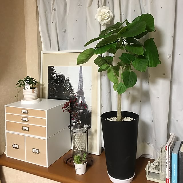 リビング/観葉植物のインテリア実例 - 2017-01-23 22:14:07