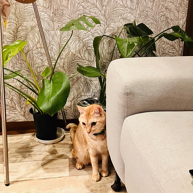 tomorinさんの部屋