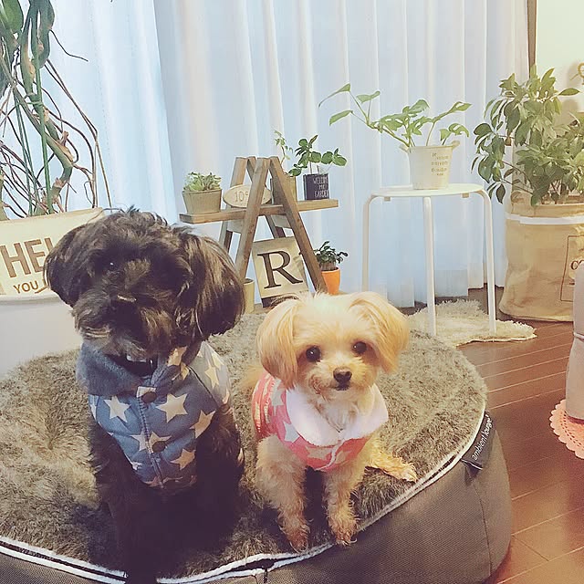 risaさんの実例写真