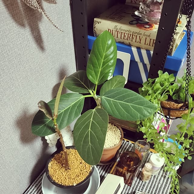 apoさんの部屋