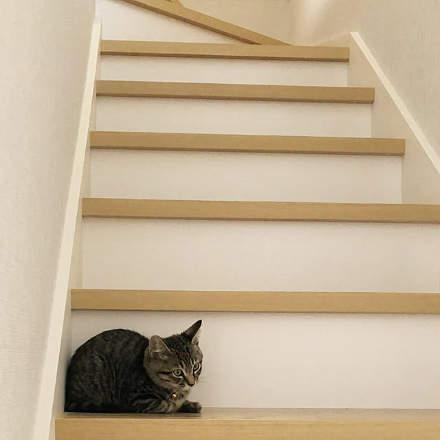ayumiさんの実例写真
