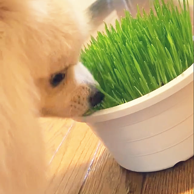 hoshimamaさんの実例写真