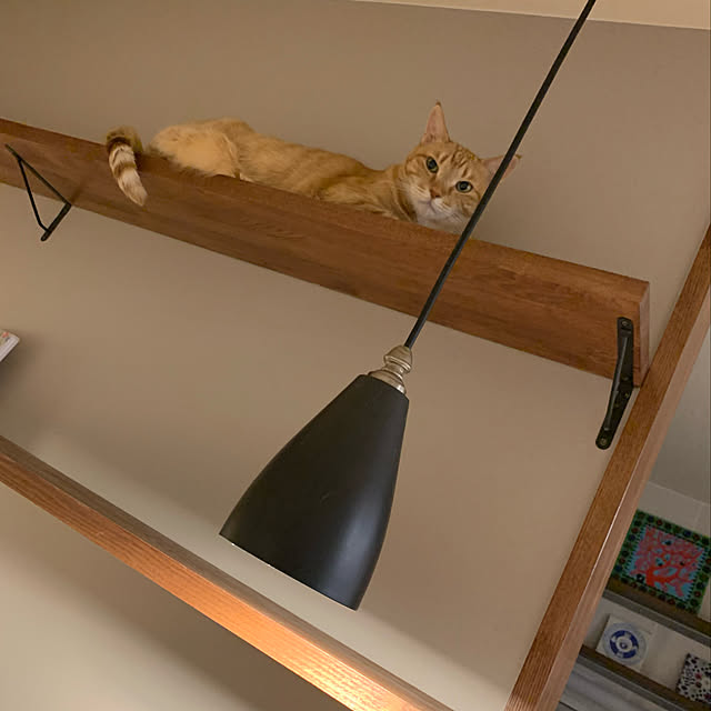 mikeume7さんの実例写真