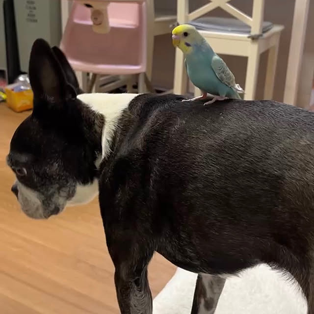 kurumeruさんの実例写真
