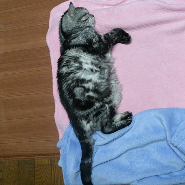 showさんの実例写真