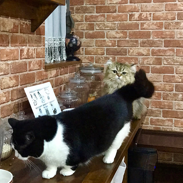 butachanさんの実例写真
