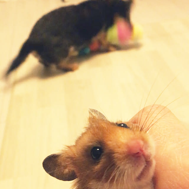 ohanaさんの実例写真