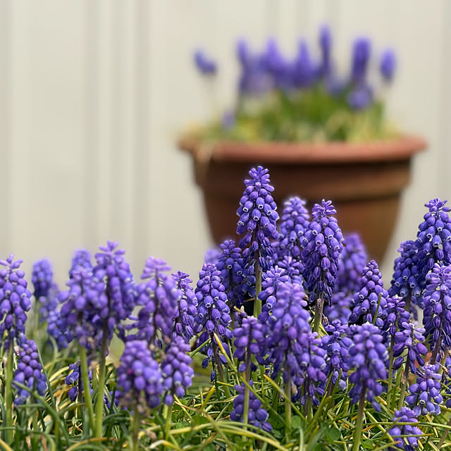 Kaeru-Mamaさんの実例写真