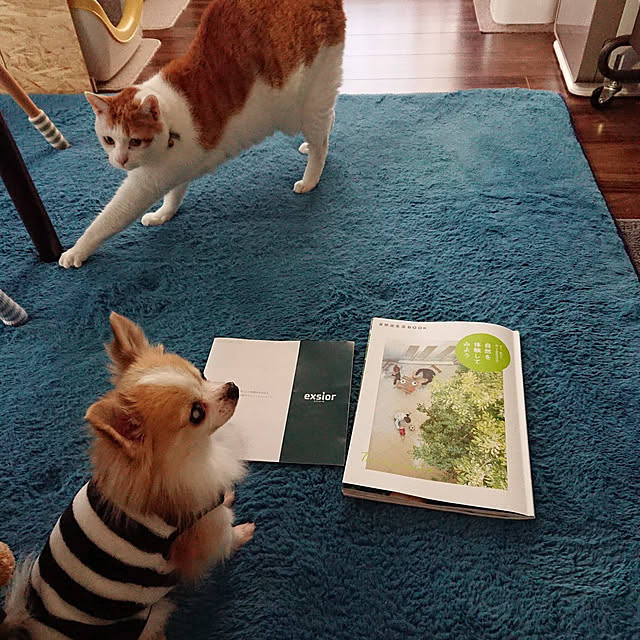 porinさんの実例写真