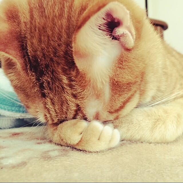 kotetuさんの実例写真