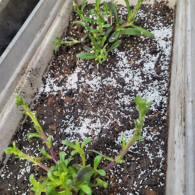 VIORAさんの実例写真