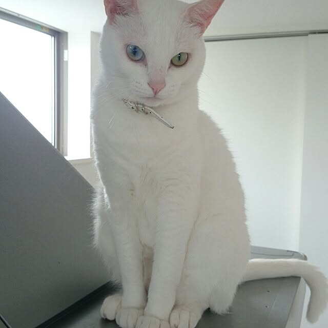kikinanaさんの実例写真