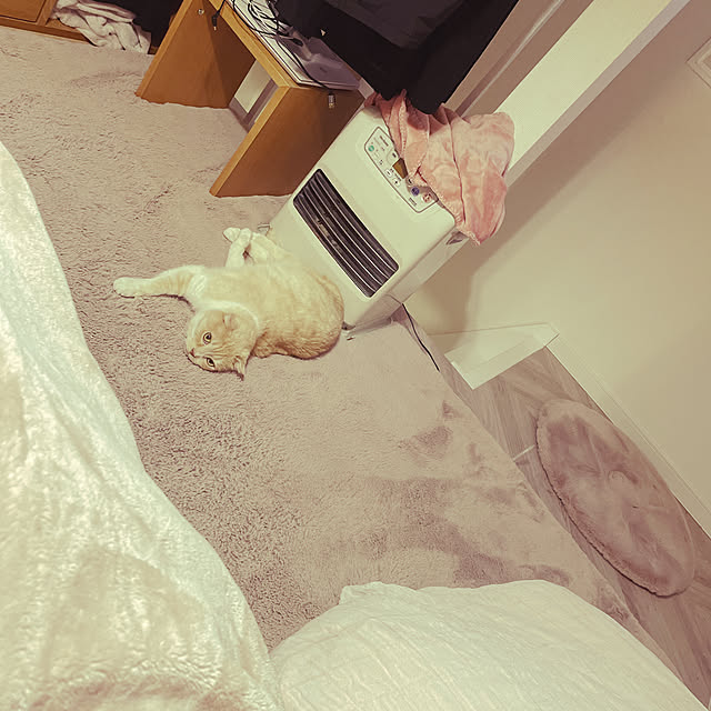 lippieさんの実例写真