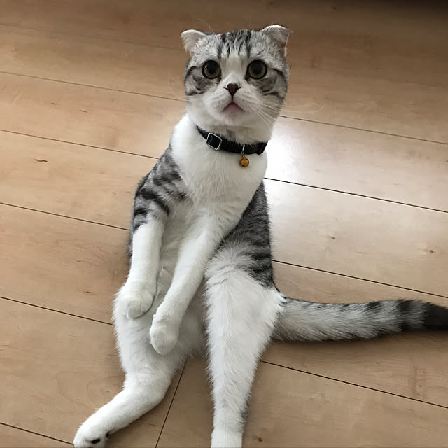 Dahliaさんの実例写真