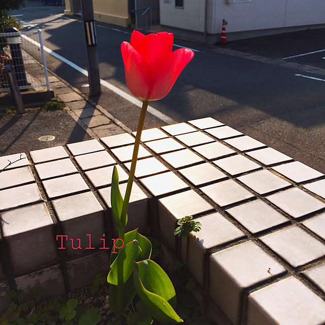 mocoさんの実例写真