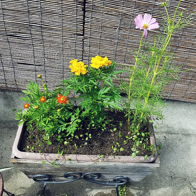 seiさんの実例写真