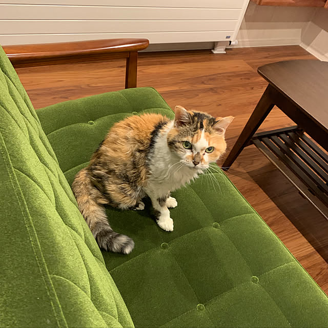猫 カリモク60 Kチェアのおすすめ商品とおしゃれな実例 猫 カリモク60 Kチェアのおすすめ商品とおしゃれな実例