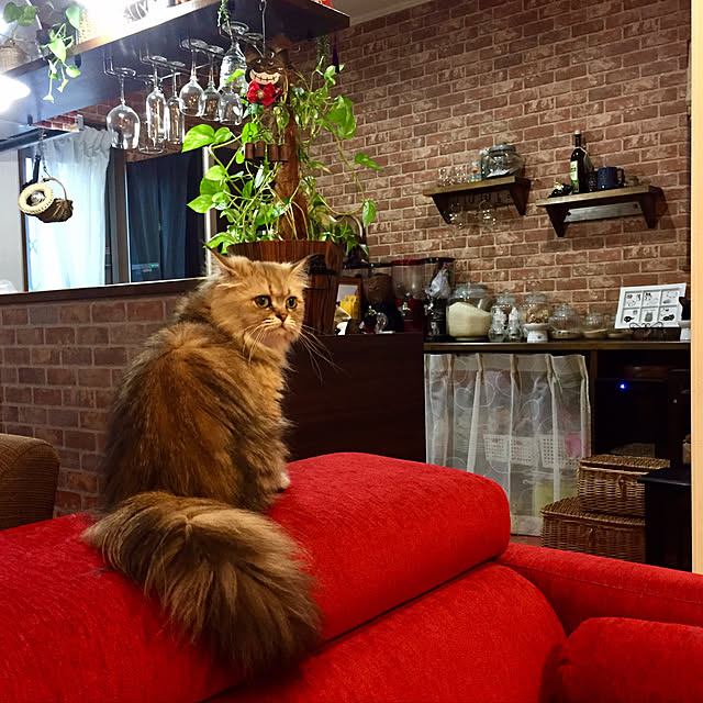 butachanさんの実例写真