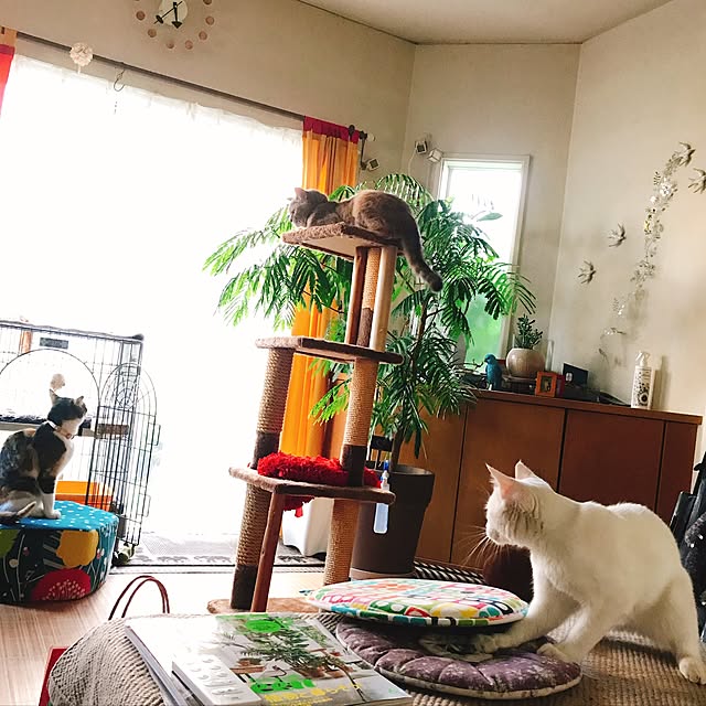 nyanko-beamさんの実例写真