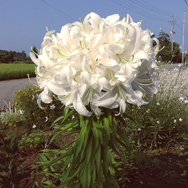 fuukoさんの実例写真