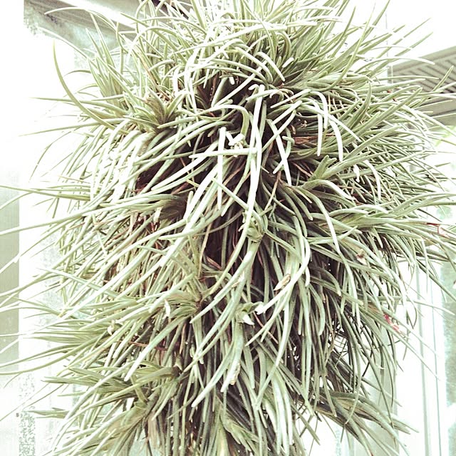 Plantexhibitionhallさんの実例写真