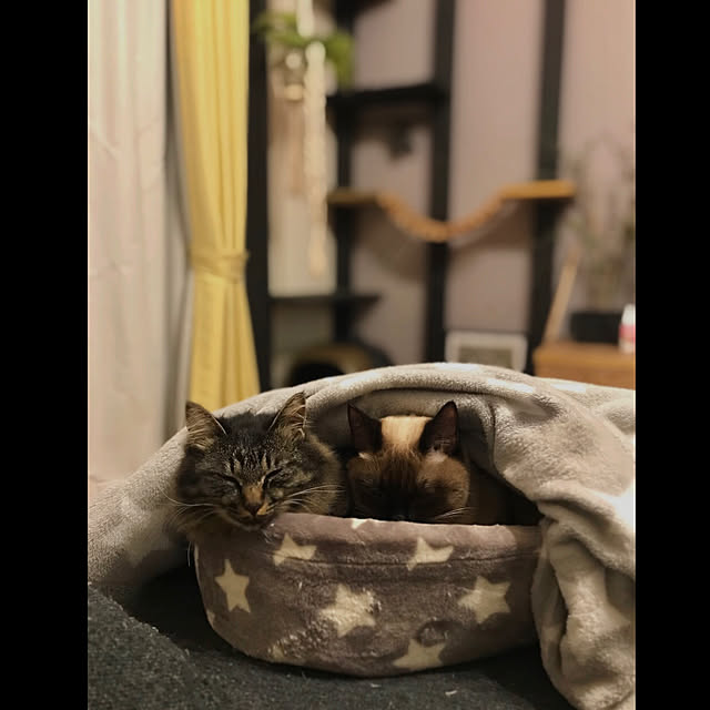 rikkanさんの実例写真