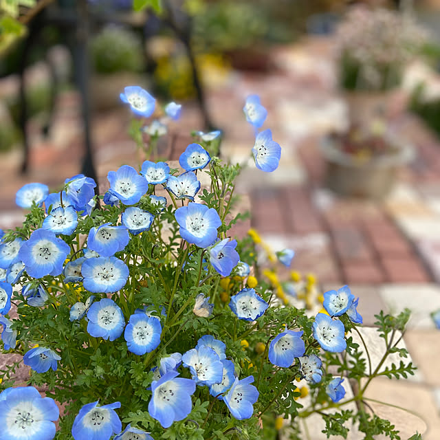 glassflowerさんの部屋