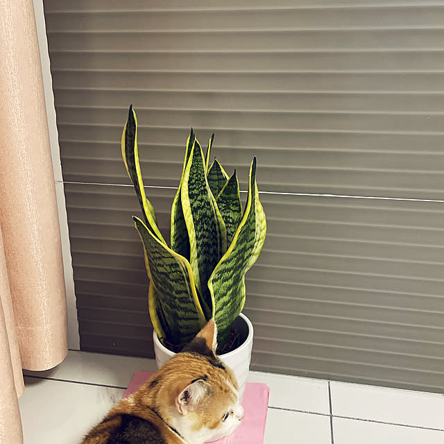tantan1226さんの実例写真