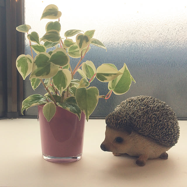 issy_s16さんの実例写真