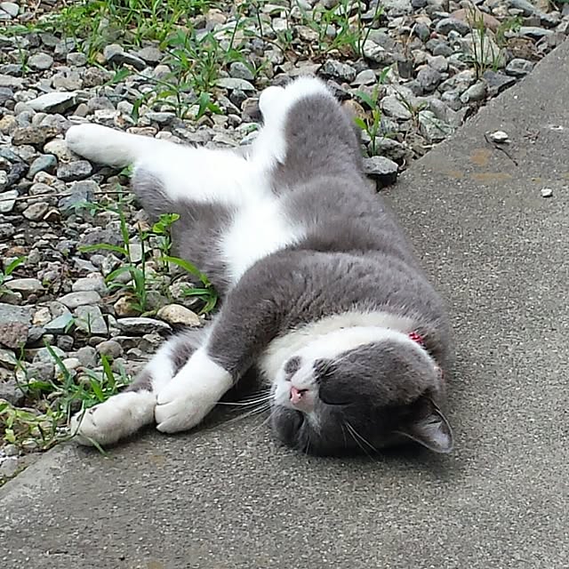 実例写真