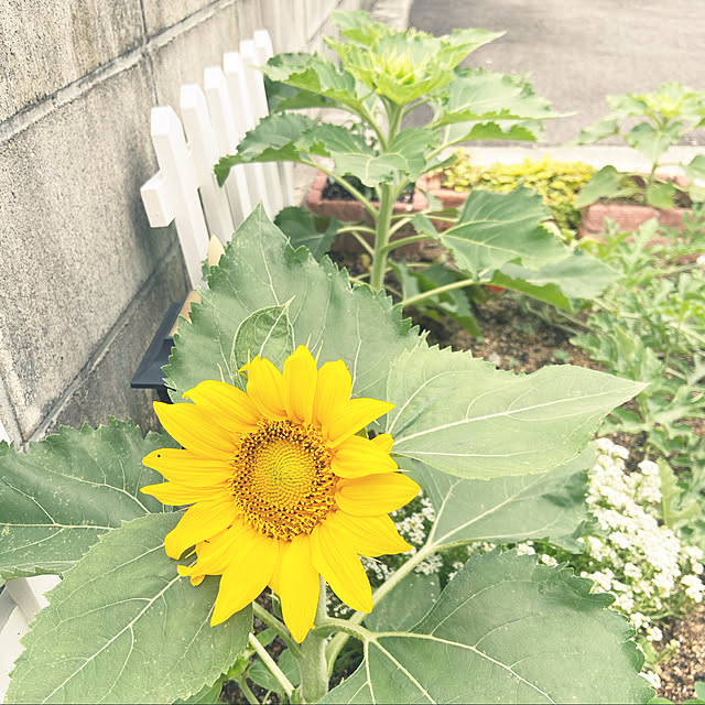 fumofumoさんの実例写真