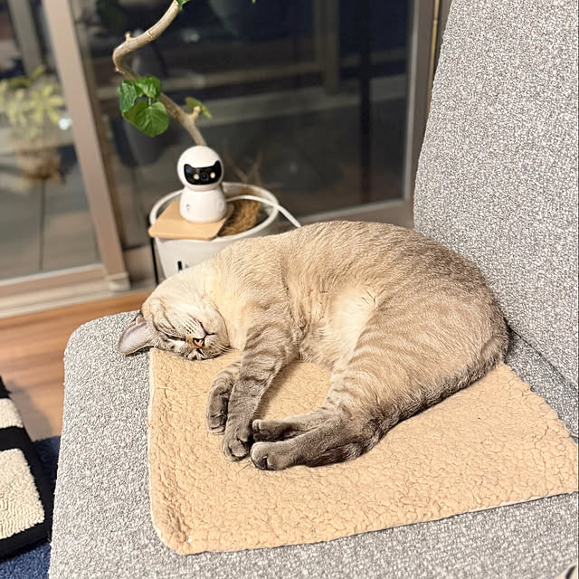 amさんの実例写真