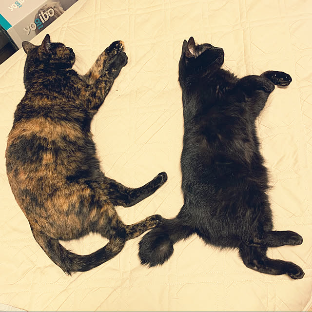 mameazさんの実例写真