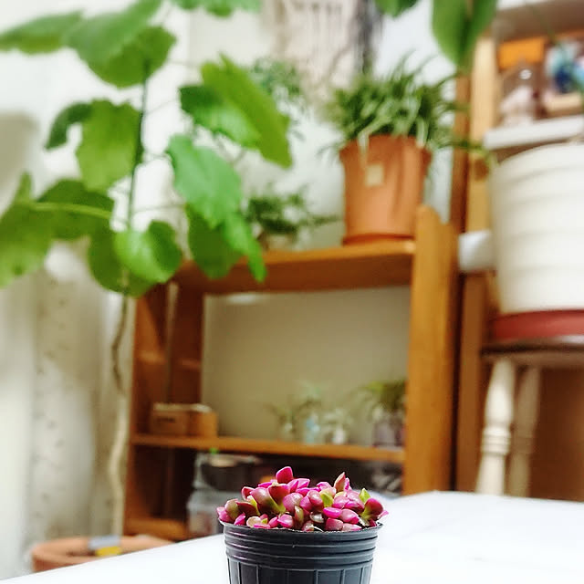 naopyiさんの実例写真