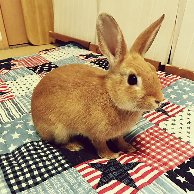 nicoamiさんの実例写真