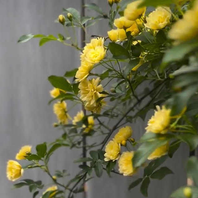 kinu-itoさんの部屋