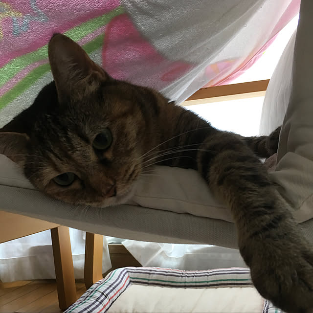syutanさんの実例写真