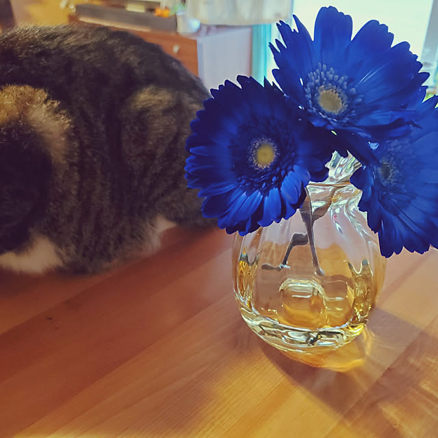 Umeko.さんの実例写真