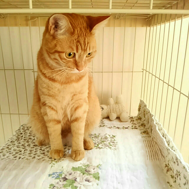 mayutan.さんの実例写真