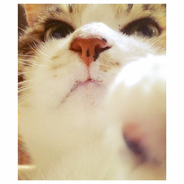 manatomoさんの実例写真