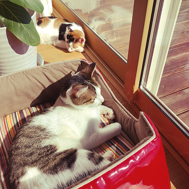 momochiyoさんの実例写真