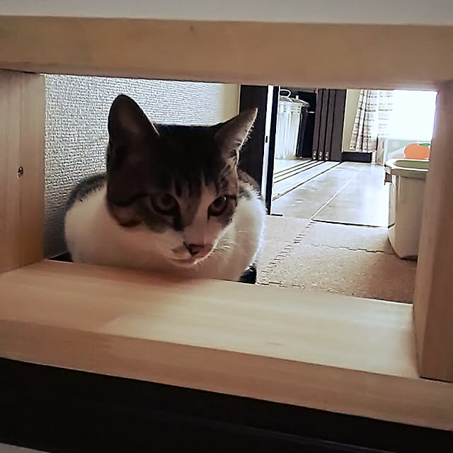 玄関/入り口のインテリア実例 - 2017-07-01 22:04:53