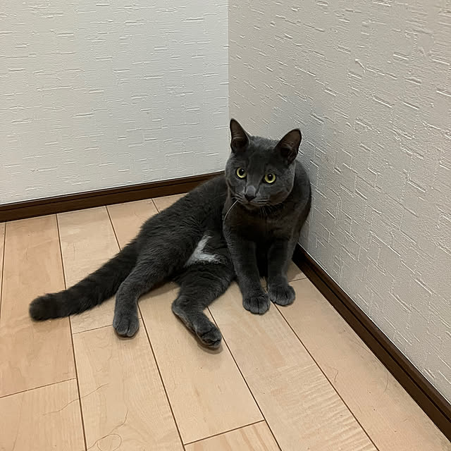 nekoさんの部屋