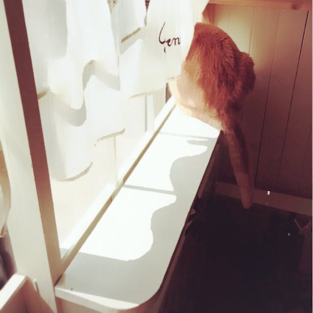mintcatさんの実例写真