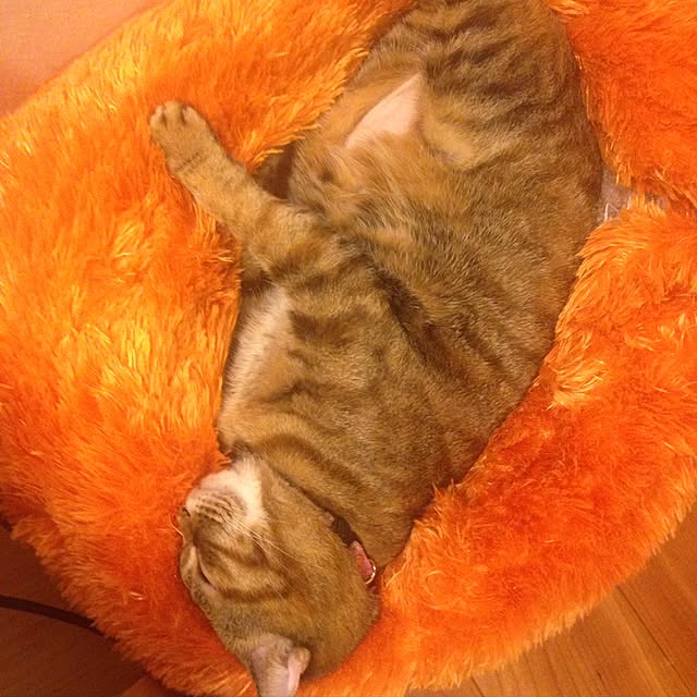 Y.Gさんの実例写真