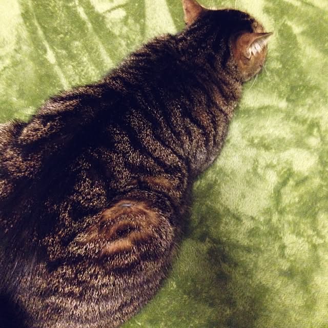 shigimiさんの実例写真