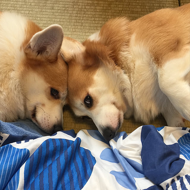 mihoさんの実例写真