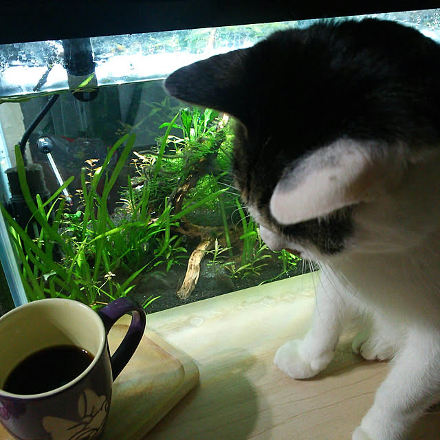 tenさんの実例写真