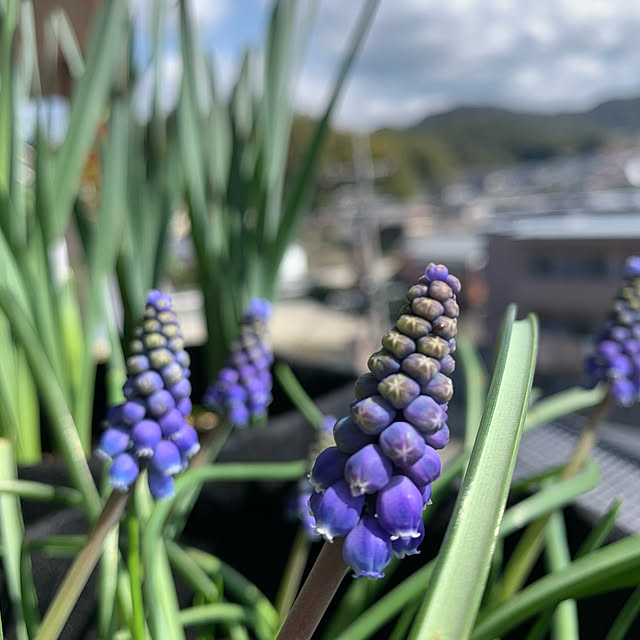 73のKING DO WAY-KING DO WAY 不織布ポット フェルト プランター 植え袋 ガーデン 園芸 植物育成 野菜栽培 発育促進 5Pcs (5ガロン（高25x直径30CM）)の家具・インテリア写真